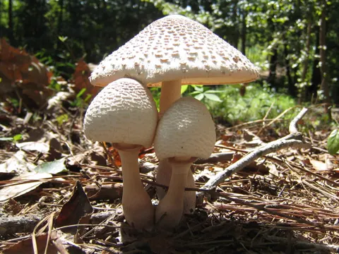 Reddening Lepiota