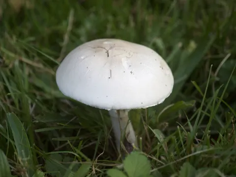 White Dapperling