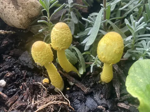 Yellowing Houseplant Fungus
