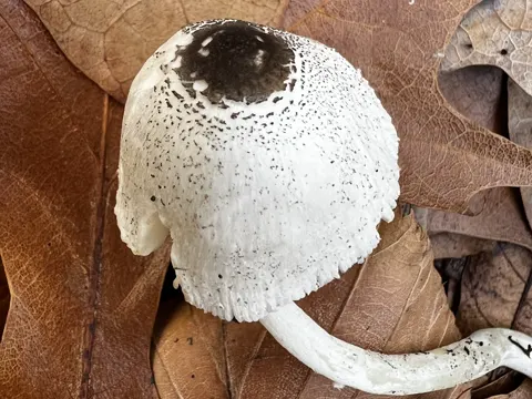 Skullcap Dapperling