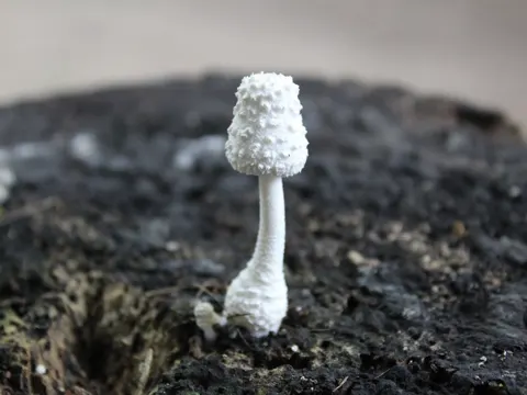 White Dune Mushroom