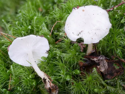 Whitish Leucocybe