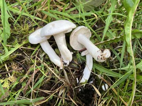 White Domecap