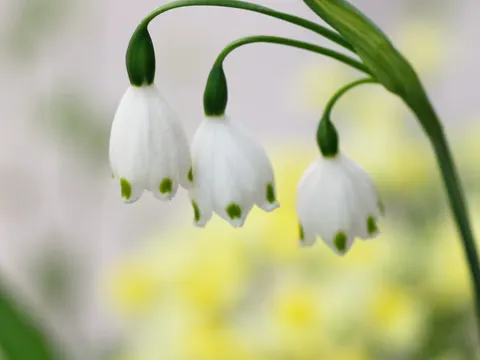 Summer Snowflake