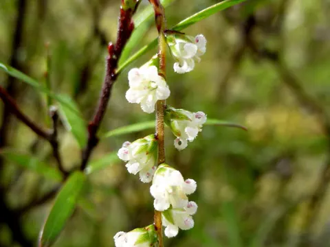 Mingimingi