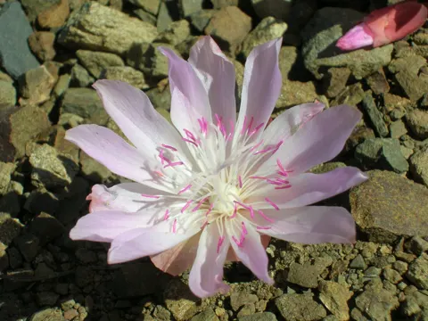 Bitterroot
