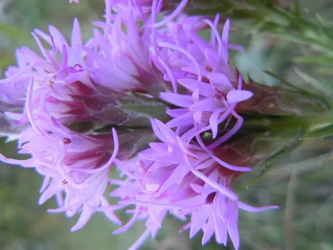 Dotted Gayfeather