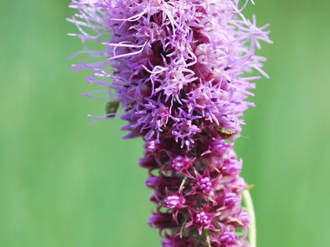 Prairie Blazing-star