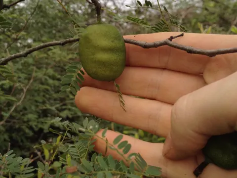 Paraguay Pea Tree