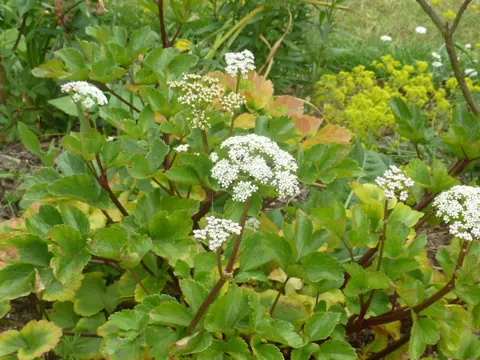 Ligusticum scoticum