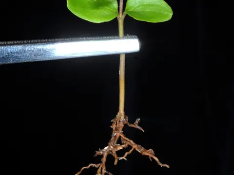 Japanese Privet