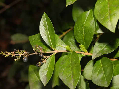 Garden Privet