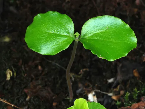 Chinese Privet