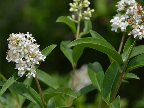 Privet