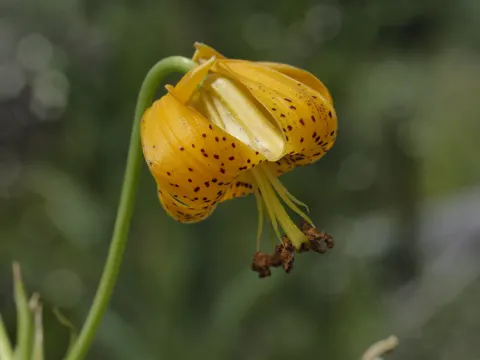 Columbia Lily