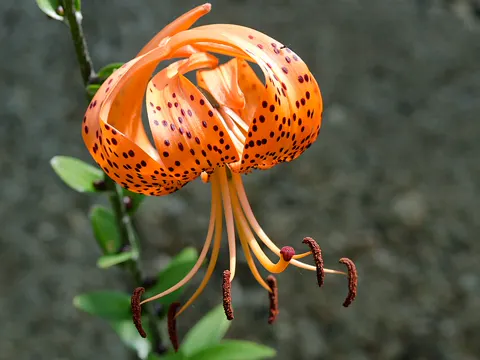 Tiger Lily