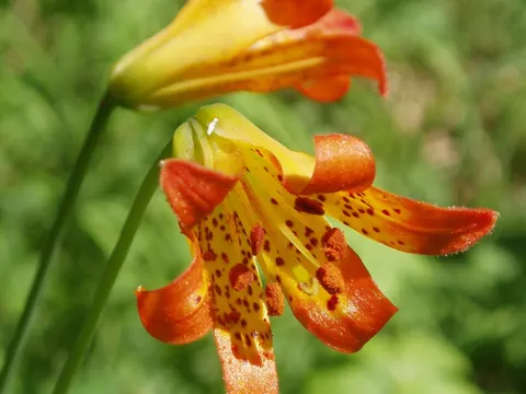 Alpine Lily