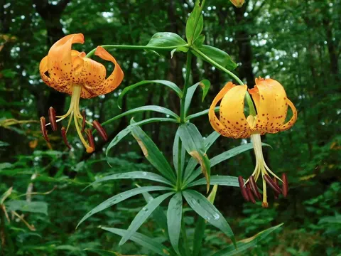 Turk's-cap Lily