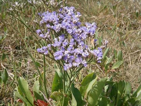 Common Sea-lavender