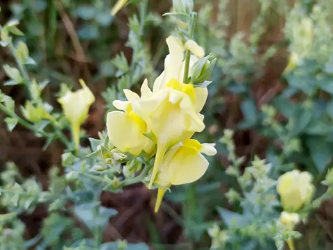 Dalmatian Toadflax