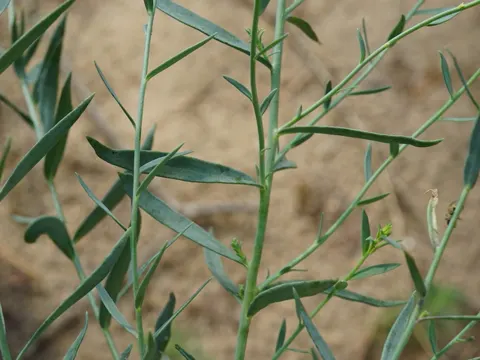 Broomleaf Toadflax