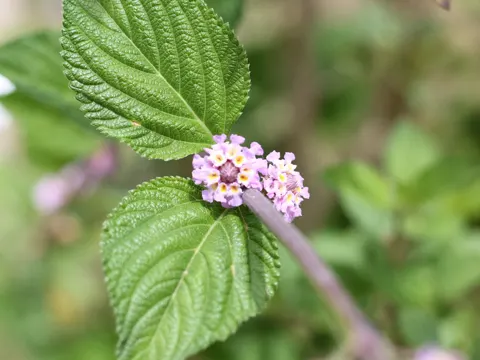 Bushy Lippia