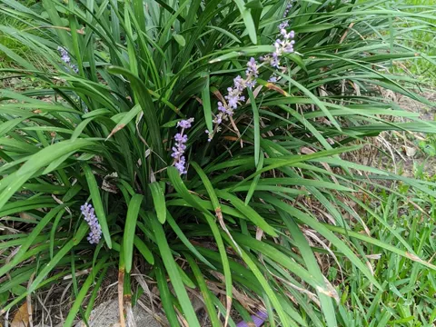 Big Blue Lilyturf