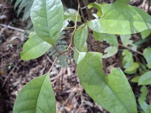 May Bush