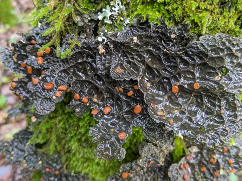 Lobaria anthraspis