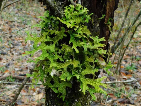 Lungwort Lichen