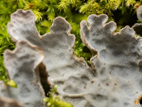 Lung Lichen