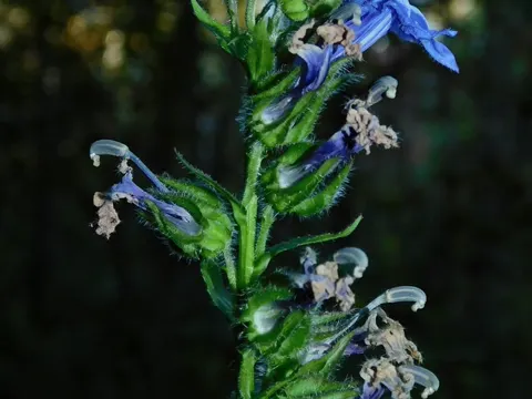 Great Blue Lobelia