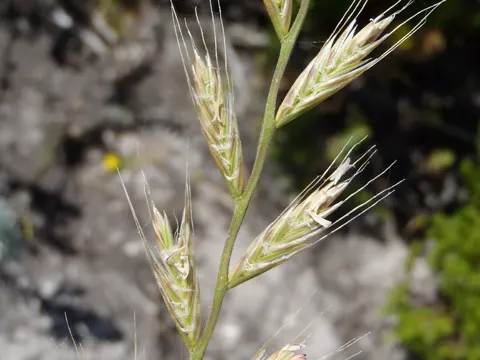 Annual Ryegrass