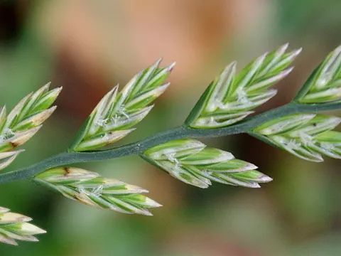 Perennial Ryegrass