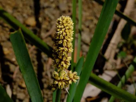Spiny-headed Mat-rush