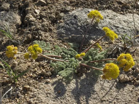 Desert Parsnip
