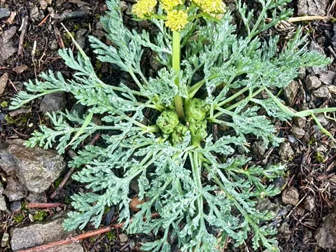 Large-fruited Lomatium