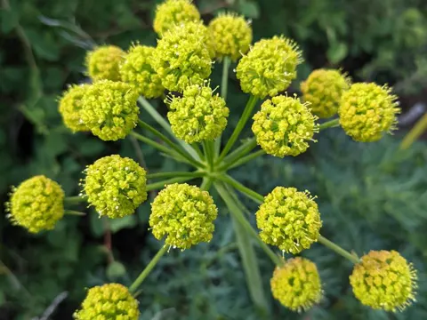 Barestem Lomatium