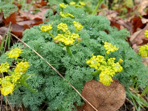Butterfly Lomatium
