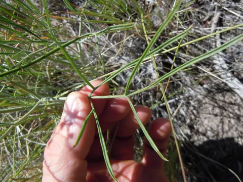 Nine-leaf Lomatium