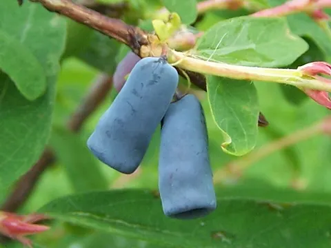 Blue Honeysuckle