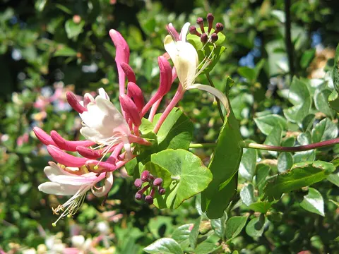 Perfoliate Honeysuckle