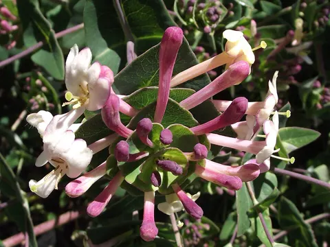Etruscan Honeysuckle