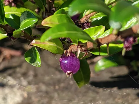 Boxleaf Honeysuckle