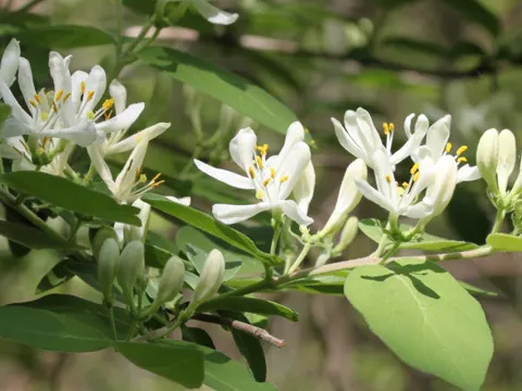 Morrow's honeysuckle