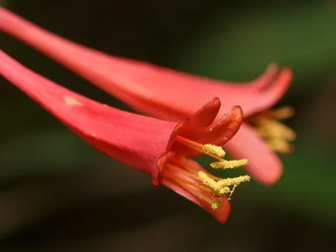 Trumpet Honeysuckle