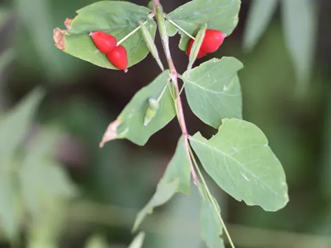 Utah Honeysuckle