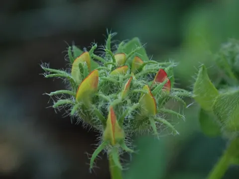 greater bird's-foot-trefoil