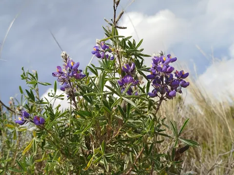 High-altitude Lupine