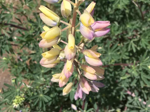 Tree Lupin